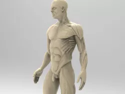 Man Anatomy 3D print model