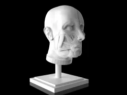 Man Head Anatomy - 3D Print Model 3D print model
