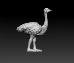 Ostrich 3D print model