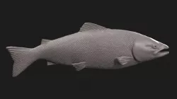 Pink salmon 1 3D print model