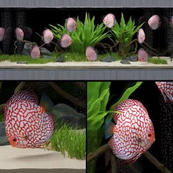 Aquarium 3D model