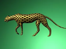 Cheetah