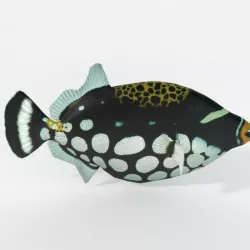 Clown Crossbow Fish Low-poly  3D model