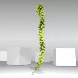 Grape Vine Version 10 Low-poly  3D model