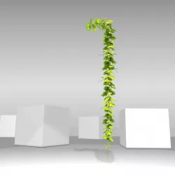 Grape Vine Version 11 Low-poly  3D model