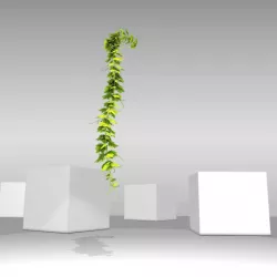 Grape Vine Version 12 Low-poly  3D model