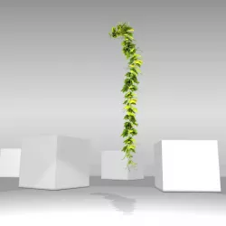 Grape Vine Version 13 Low-poly  3D model
