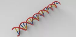 Human DNA