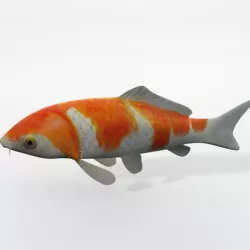 Koi fish Low-poly  3D model