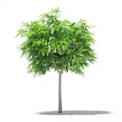 Mango Tree 3D model