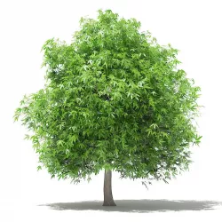 Mango Tree 3D model