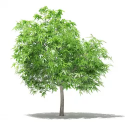 Mango Tree 3D model