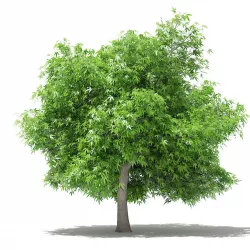 Mango Tree 3D model