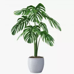 Monstera 05 3D model