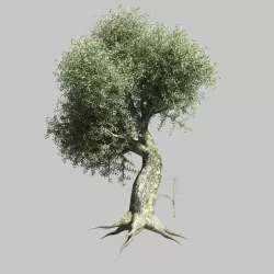Olive Tree 1 3D model