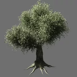 Olive Tree 2 3D model