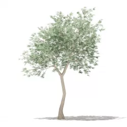 Olive Tree 3D model
