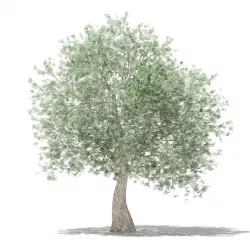 Olive Tree 3D model