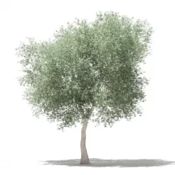 Olive Tree 3D model