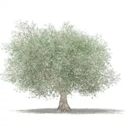 Olive Tree 3D model