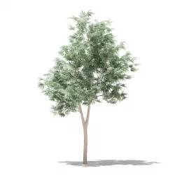 Olive Tree 3D model