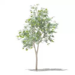 Olive Tree with Fruits 3D model
