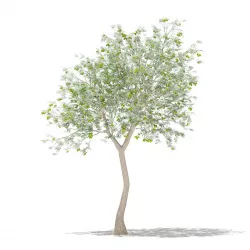 Olive Tree with Fruits 3D model