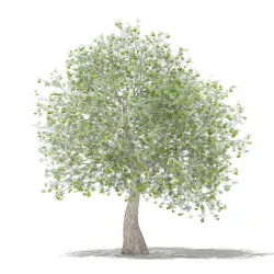 Olive Tree with Fruits 3D model