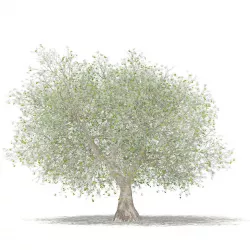 Olive Tree with Fruits 3D model