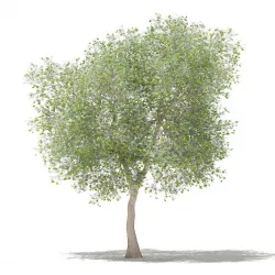 Olive Tree with Fruits 3D model