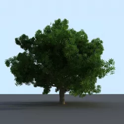 Philippine Indian Mango Tree 3D model