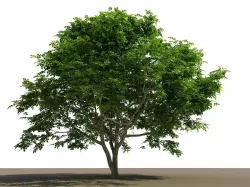 Philippine Native Bani Tree 3D model