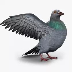 Pigeon Game Ready  Low-poly  3D model