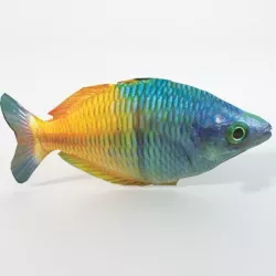 Rainbow Fish Low-poly  3D model