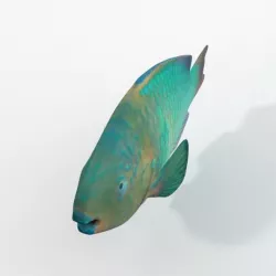 Rainbow Parrotfish Low-poly  3D model