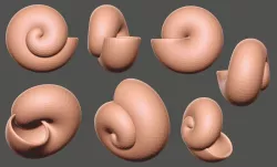 Sea shell - spiral-shaped 3D model