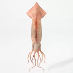 Squid Low-poly  3D model