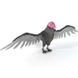 Turkey Buzzard Low-poly  3D model