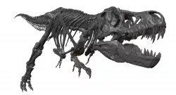 Tyrannosaurus T-rex  high quality skeleton 3D model