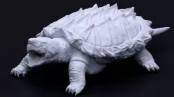Alligator snapping turtle 3D print model