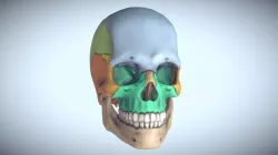 Anatomical Human Skull Sectioned 3D print model