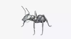 Ant model 3D print model
