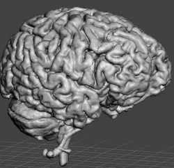 Human Brain Model Anatomical 3D print model