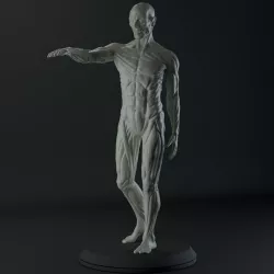 Male Anatomy Study for 3D Printing 3D print model