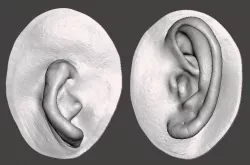 Natural ear anatomy microtia 3D print model