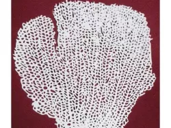 Real sea Gorgonia sea fan coral 3D print model