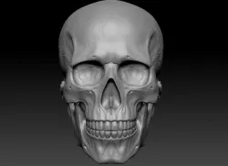 skull 3D print model