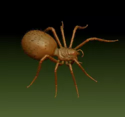 Spider 3D print model