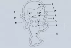Stl file Mermaid cookie cutter for printing on 3D printer 3D print model