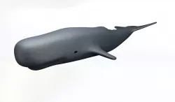 Whale 3D print model